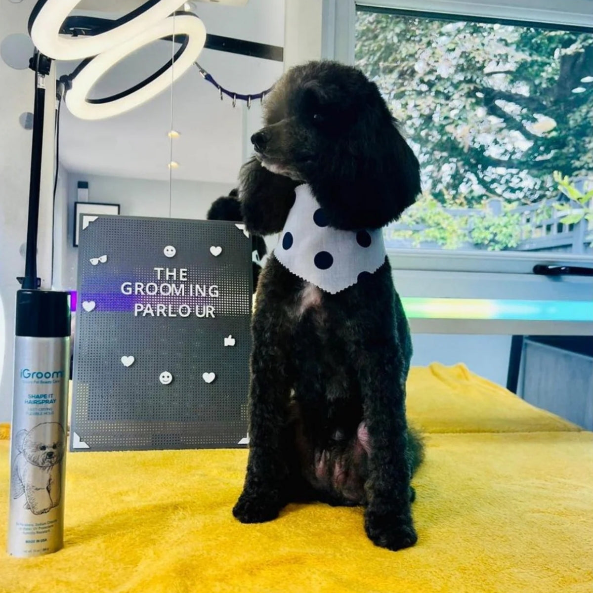 Laca Mascotas Fijación Media Secado Rápido Igroom