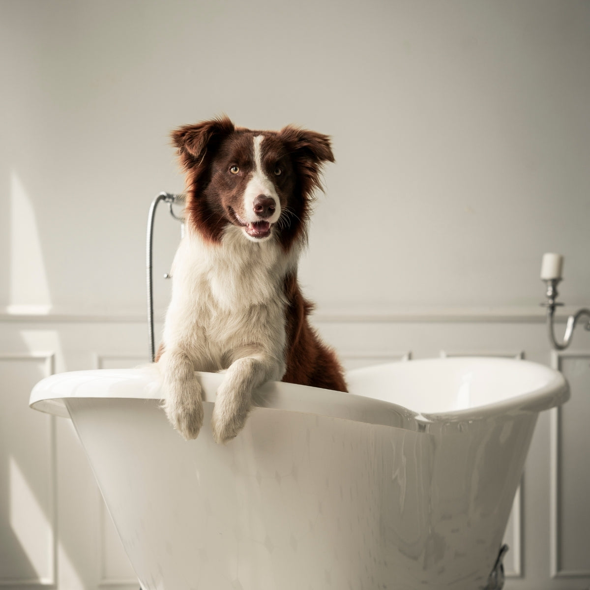 Acondicionador Mascotas Carbón y Keratina Igroom