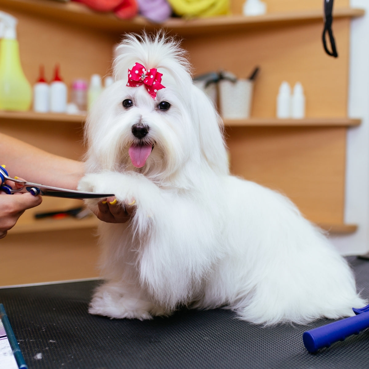 Shampoo Mascotas Iluminador True Color Igroom