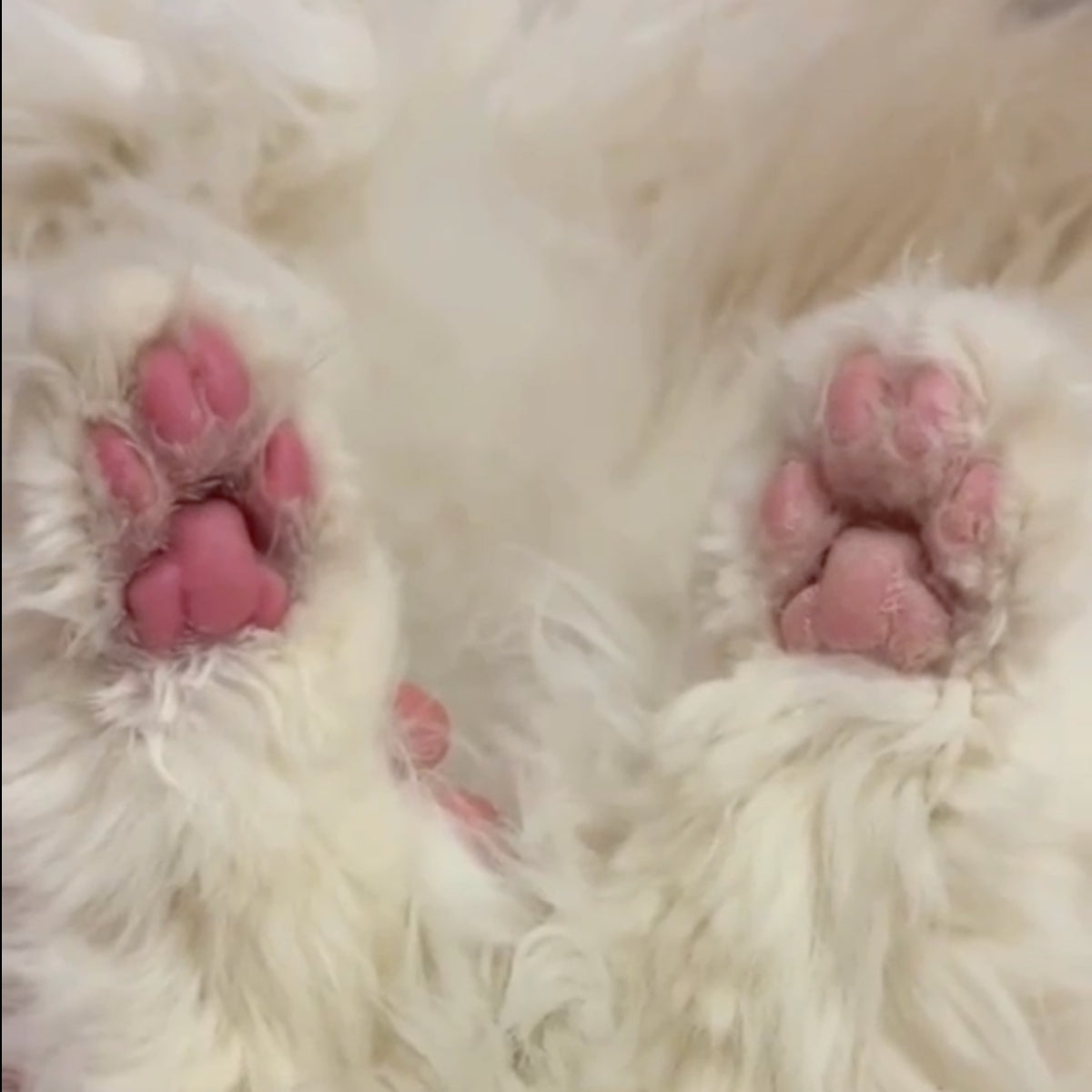 Crema Mascotas Restauradora Cojinetes Y Nariz Igroom