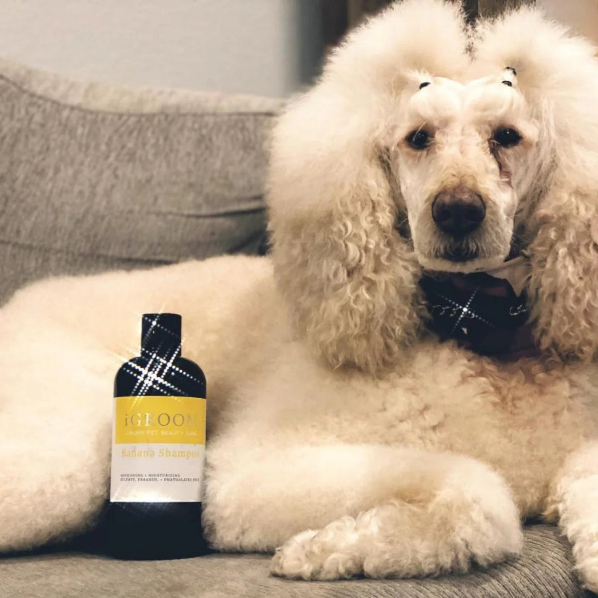 Shampoo Mascotas Hidratante Banana Igroom