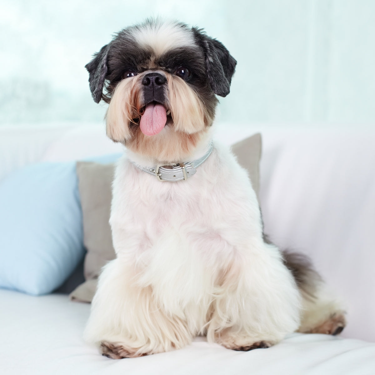 Shampoo Mascotas Pelaje Áspero Igroom