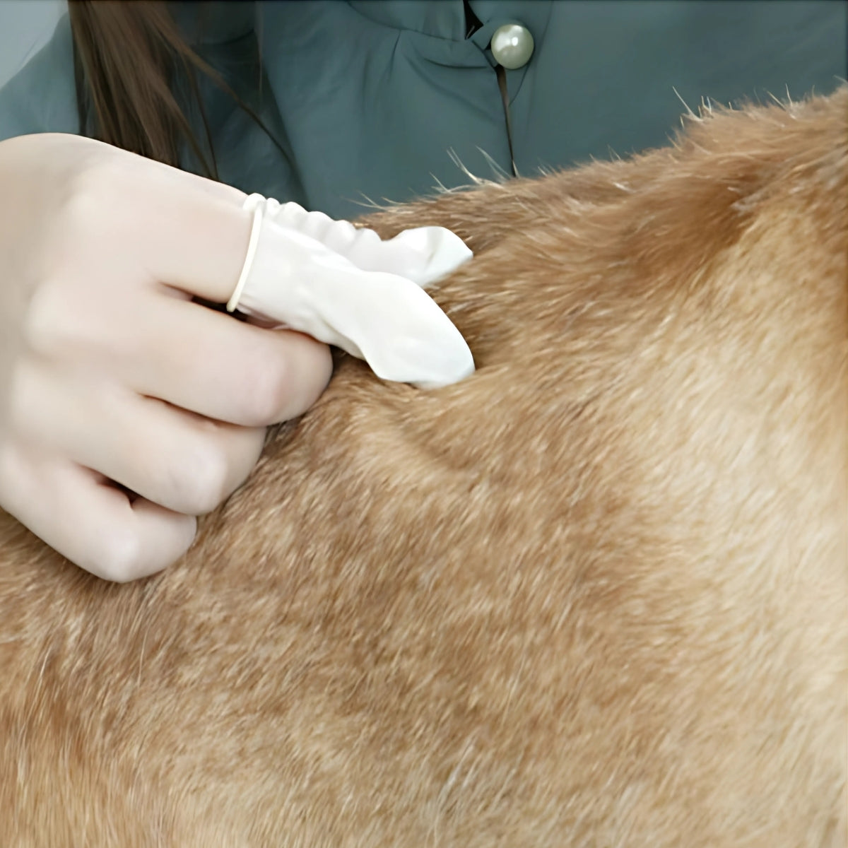 Funda Para Dedos Desechable Mascotas Transgroom