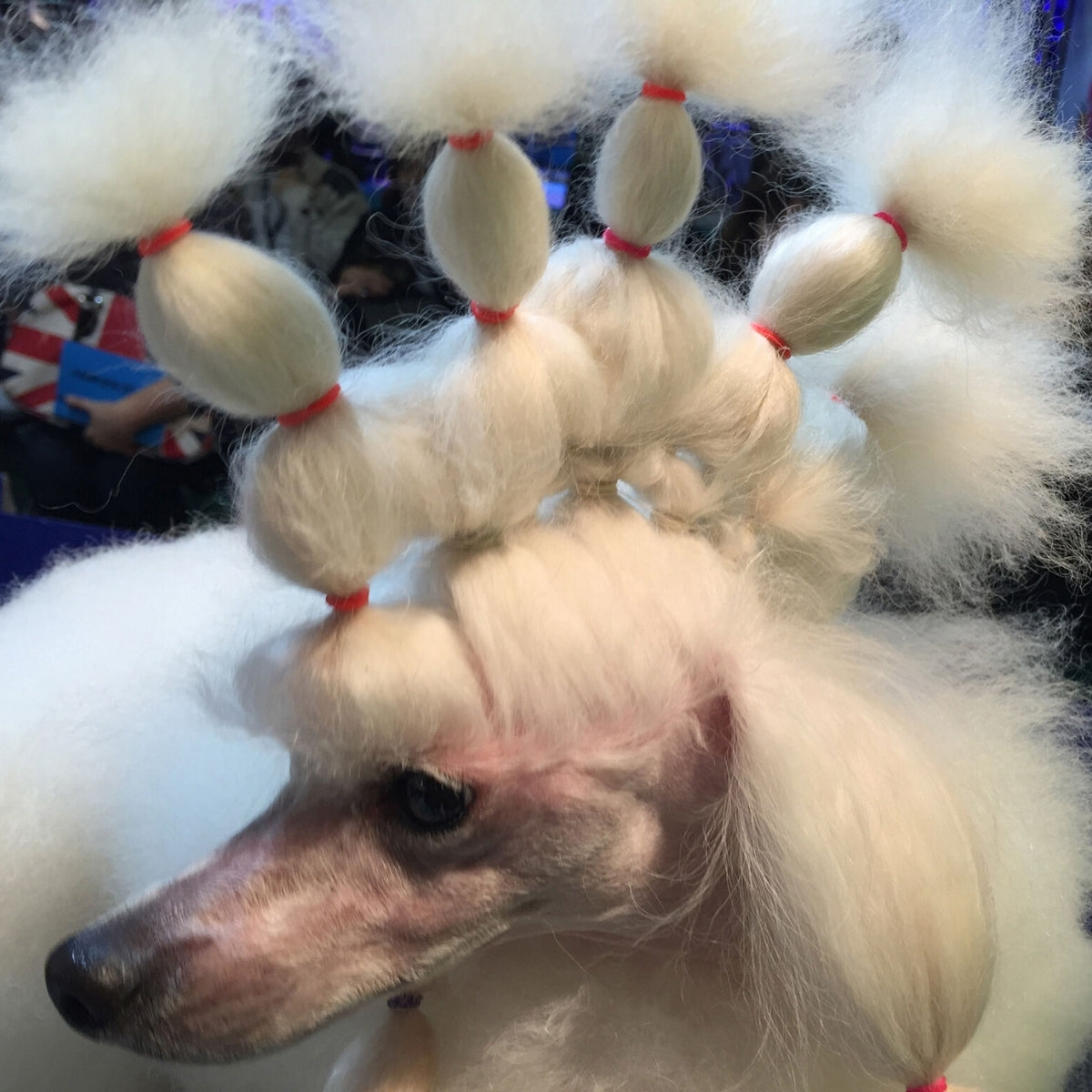 Banda Para Envoltura Transgroom