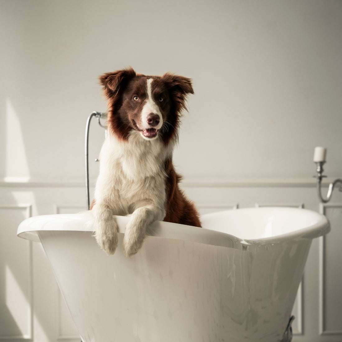 Acondicionador Mascotas Carbón y Keratina Igroom