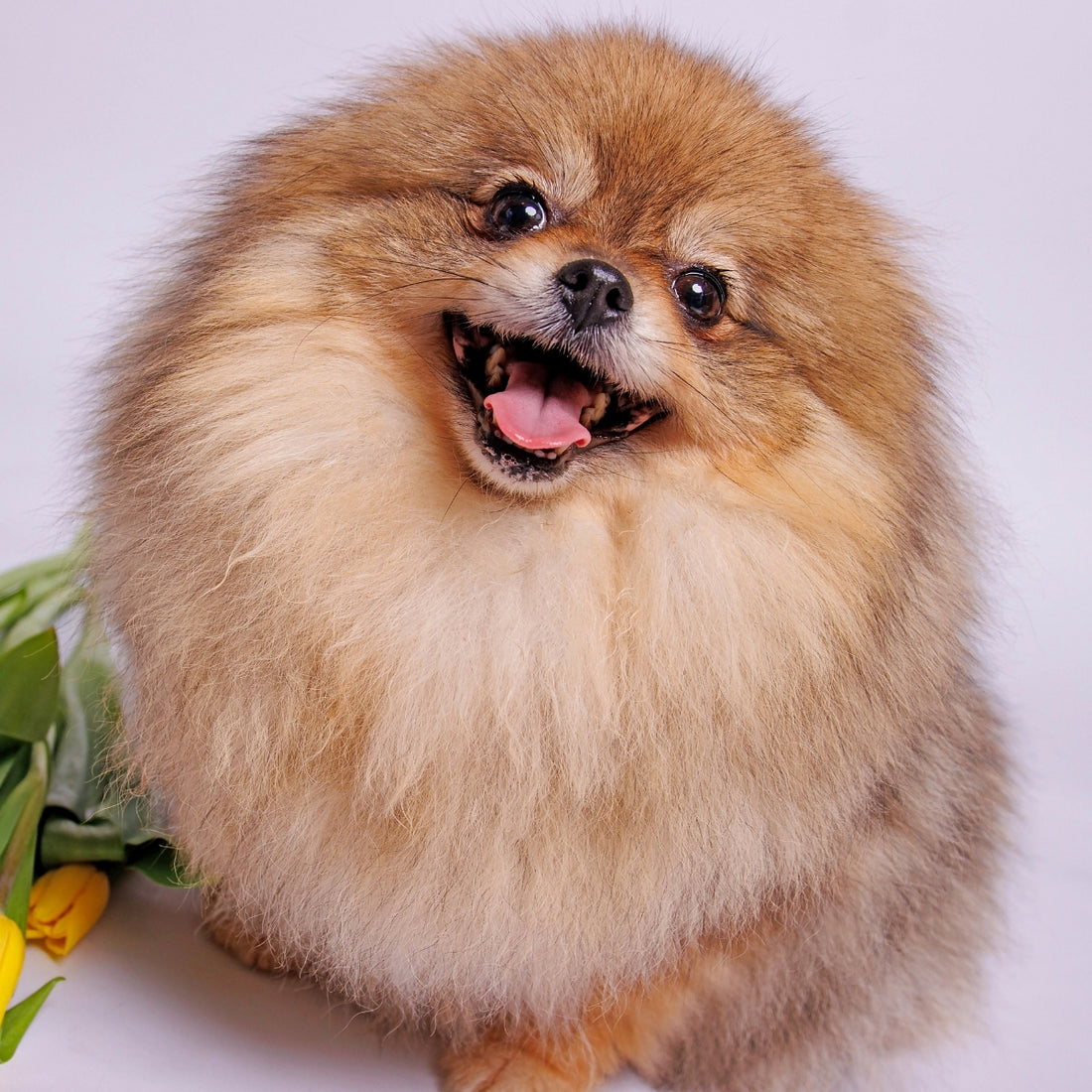 Shampoo Mascotas Voluminizante Igroom