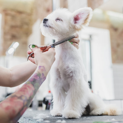 Shampoo Limpieza Profunda Mascotas Igroom