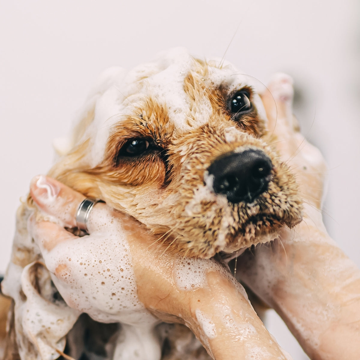 Shampoo Para Cachorros Mascotas Igroom