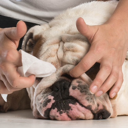 Toallita Mascotas Bio Pliegues y Arrugas Wrinkle Bugalugs